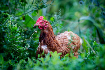 Eine glückliche Biohenne im Gras