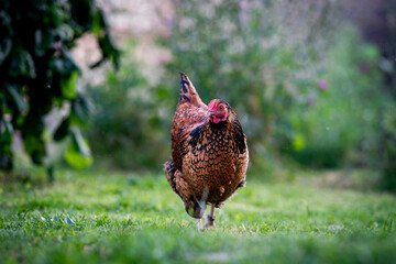 Eine alte Hühnerrasse auf der Wiese
