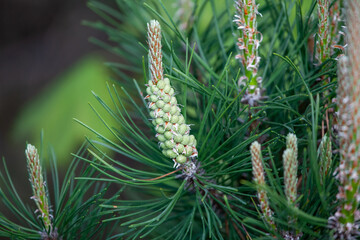 pine bud in spring