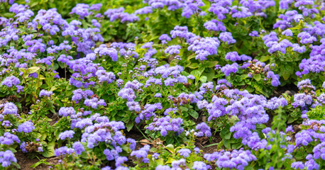 Naklejka premium Beautiful blue flowers in nature.