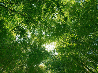 Fototapeta na wymiar Bamboo tree forest