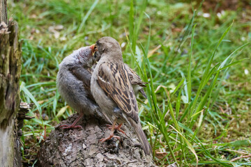 Junger Haussperling bettelt um Futter	