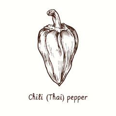 Chili (Thai) pepper. Ink black and white doodle drawing in woodcut style.