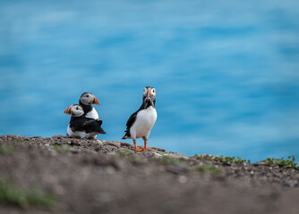 Puffin with fish on the ground on Inner Farne Island in the Farne Islands, Northumberland, England