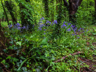 Bluebell walk