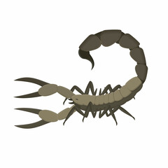 Scorpio. Scorpion insect, vector illustration