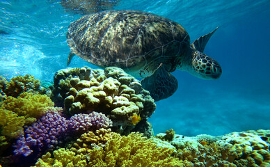 Obraz na płótnie Canvas sea turtle swims in coral