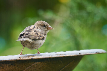 Haussperling an der Vogeltränke