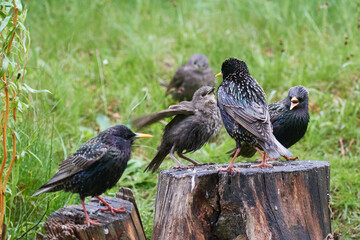 Junge Stare bei der Fütterung	