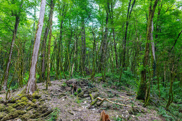 Green trees in the Caucasus mountains.