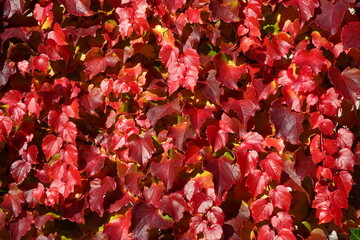 Boston ivy in autumn in various shades of red color. The creeping plant as a seasonal background. In Latin it is called Parthenocissus tricuspidata.