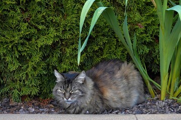 Cat sitting under a cedar hedge. the cat is looking at the camera. It is of brown and grey colors. There is some copy space on the background. 
