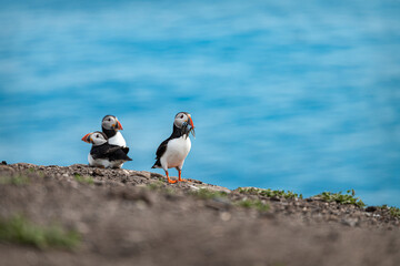 Puffin with fish on the ground on Inner Farne Island in the Farne Islands, Northumberland, England