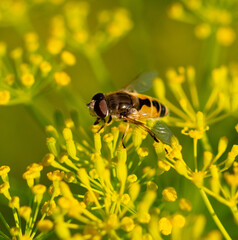 A bee on a yellow flower.