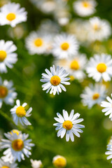 Beautiful chamomile flowers in nature.