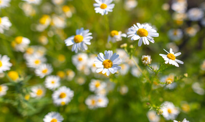 Fototapeta premium Beautiful chamomile flowers in nature.