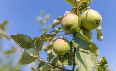 Green apples on the branches of a tree.