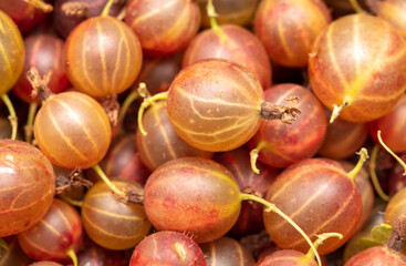 Ripe gooseberry berries as background.