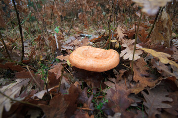 lactarius deliciosus mushroom in the middle of the bush in autumn