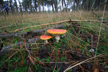 amanita muscaria mushroom in the middle of the bush in autumn