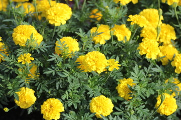 マリーゴールド