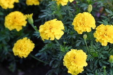 マリーゴールド