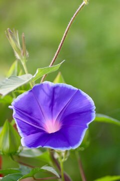 青色の朝顔 Images Browse 3 Stock Photos Vectors And Video Adobe Stock 青色の朝顔 Images Browse 3 Stock Photos Vectors And Video Adobe Stock