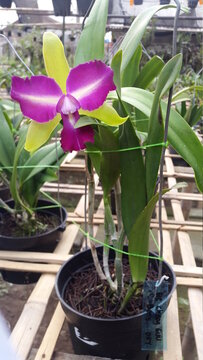 Orchid Flower Catleya 4