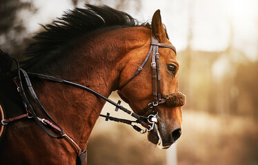 A portrait of a beautiful bay horse with a dark mane and a bridle on its muzzle, which jumps...