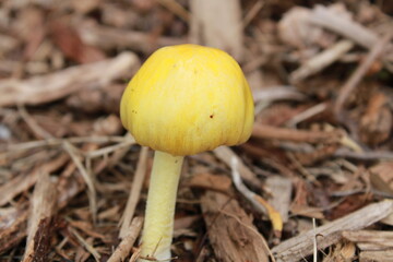 mushroom in the forest