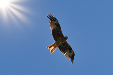 Red Kite flying through clear blue sky against the sun, Milvus Milvus