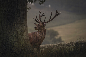 Obraz premium A Beautiful Image of a wild Stag, exploring his surroundings