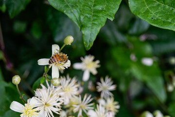 butterfly on a flower