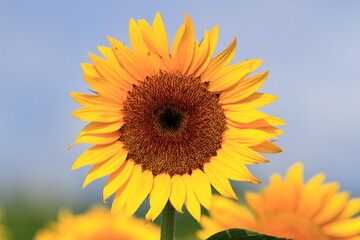 I want to go to a sunflower field to take some nice photos