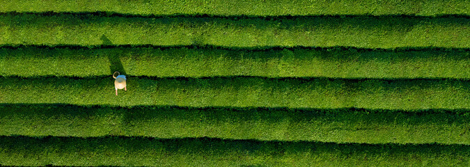 Aerial view of ecological tea garden