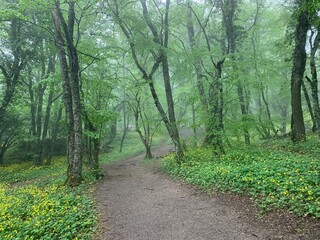 Fototapeta na wymiar Path in a foggy forest