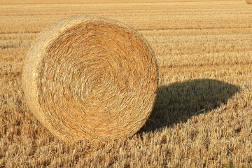 小麦ロール　小麦　ロール　麦稈ロール　収穫