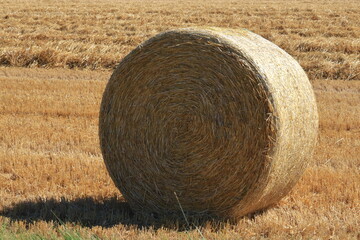 小麦ロール　小麦　ロール　麦稈ロール　収穫