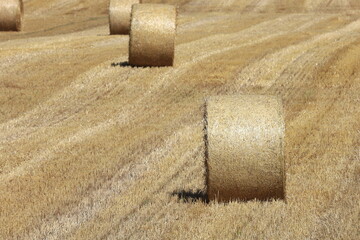 小麦ロール　小麦　ロール　麦稈ロール　収穫