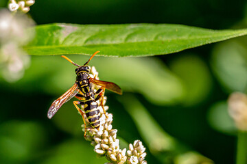 wasp on the grass