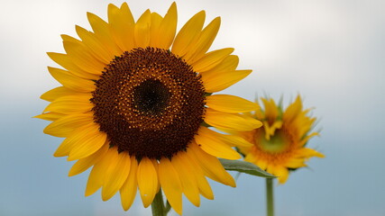 I want to go to a sunflower field to take some nice photos