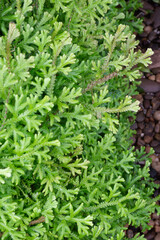 Naklejka premium Tropical plant pot sale in green market