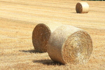 小麦ロール　小麦　ロール　麦稈ロール　収穫