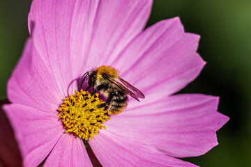 bee on pink flower
