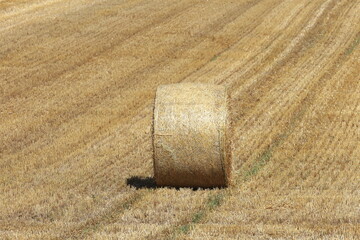 小麦ロール　小麦　ロール　麦稈ロール　収穫