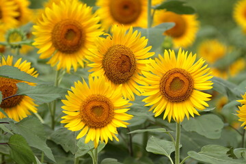 I want to go to a sunflower field to take some nice photos