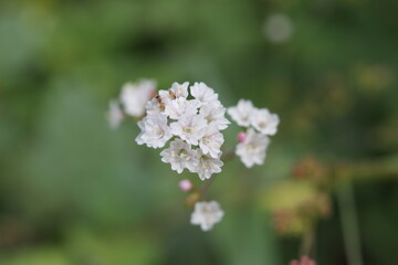 Beautiful White Flower with tiny ant