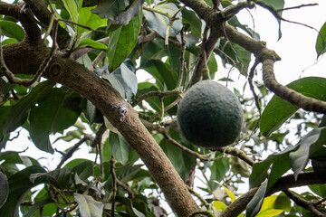 Avocados hanging from tree, green fruit. Scientific name: Persea americana