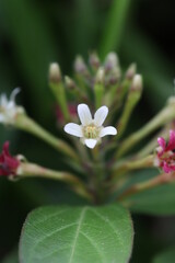 White flower and red surrounding