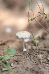 Beautiful Mushroom - close up look